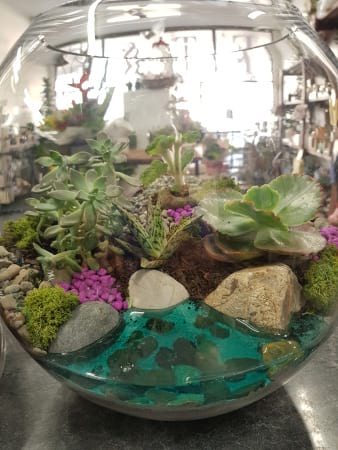 Terrariums for sale Tweed Heads