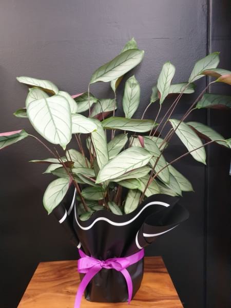 Ctenanthe