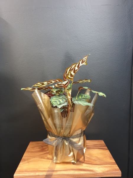 Calathea
