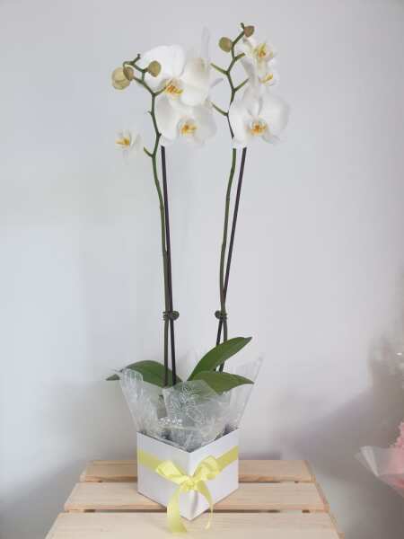 White double stem
