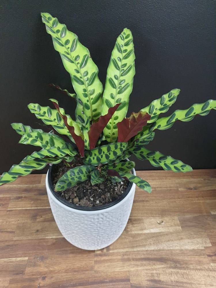 Calathea