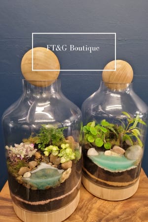 pot plants for sale Tweed Heads