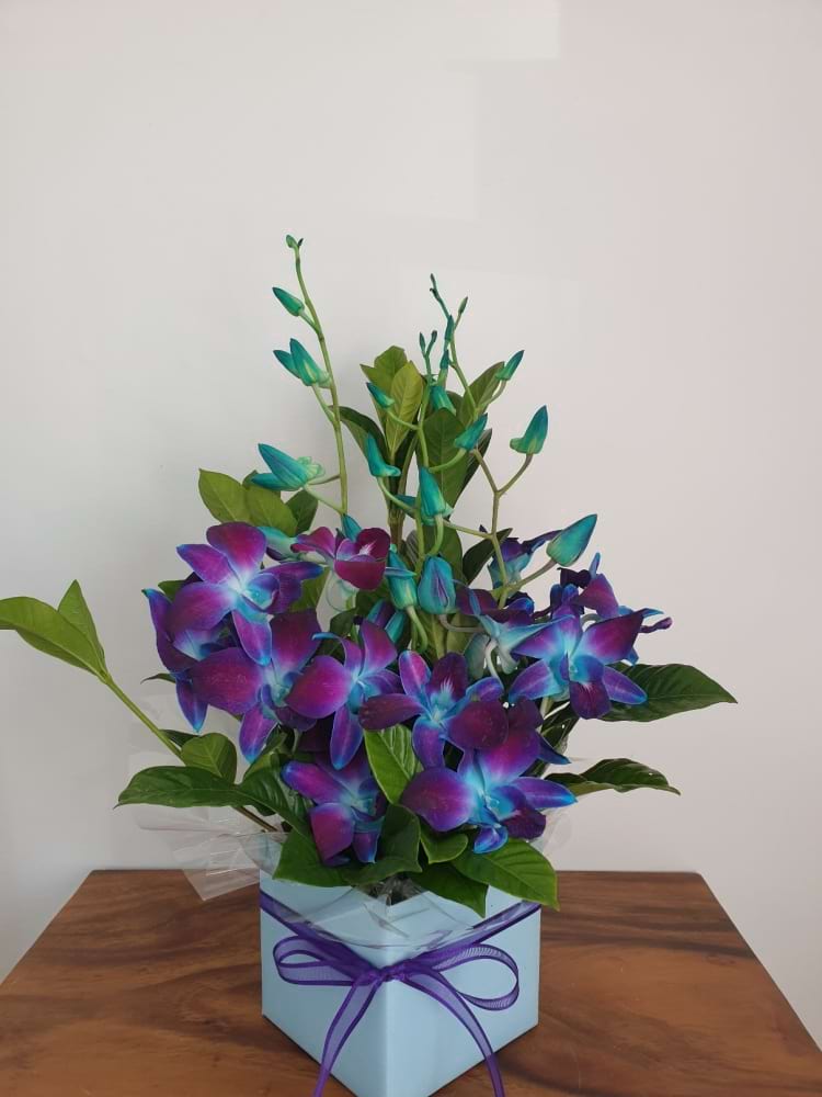 Orchid elegance