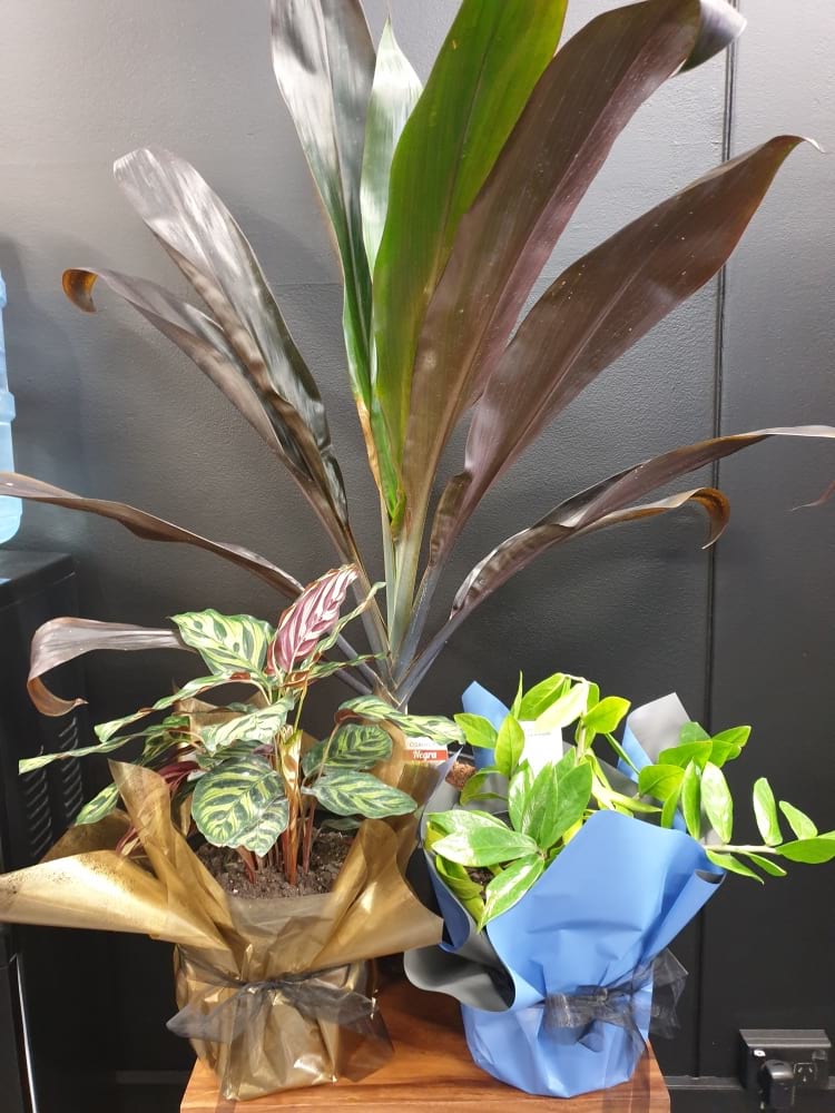 Assorted houseplants