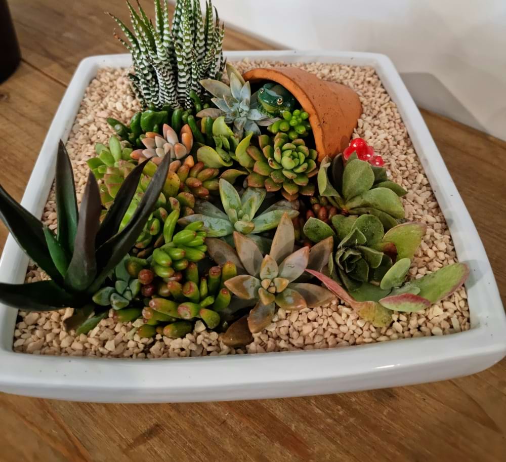 Tabletop Succulent spill