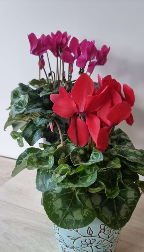 Cyclamen Plant