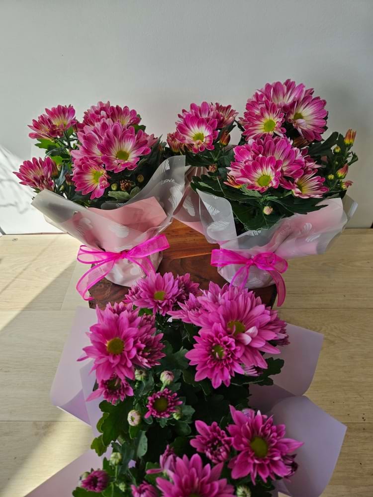 Mixed Potted Chrysanthemum