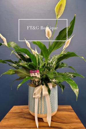 buy pot plants online