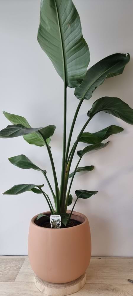 Bird of Paradise- Strelitzia