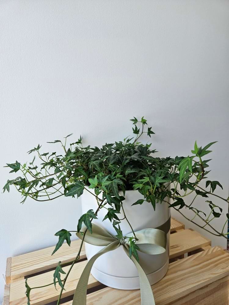 English Ivy