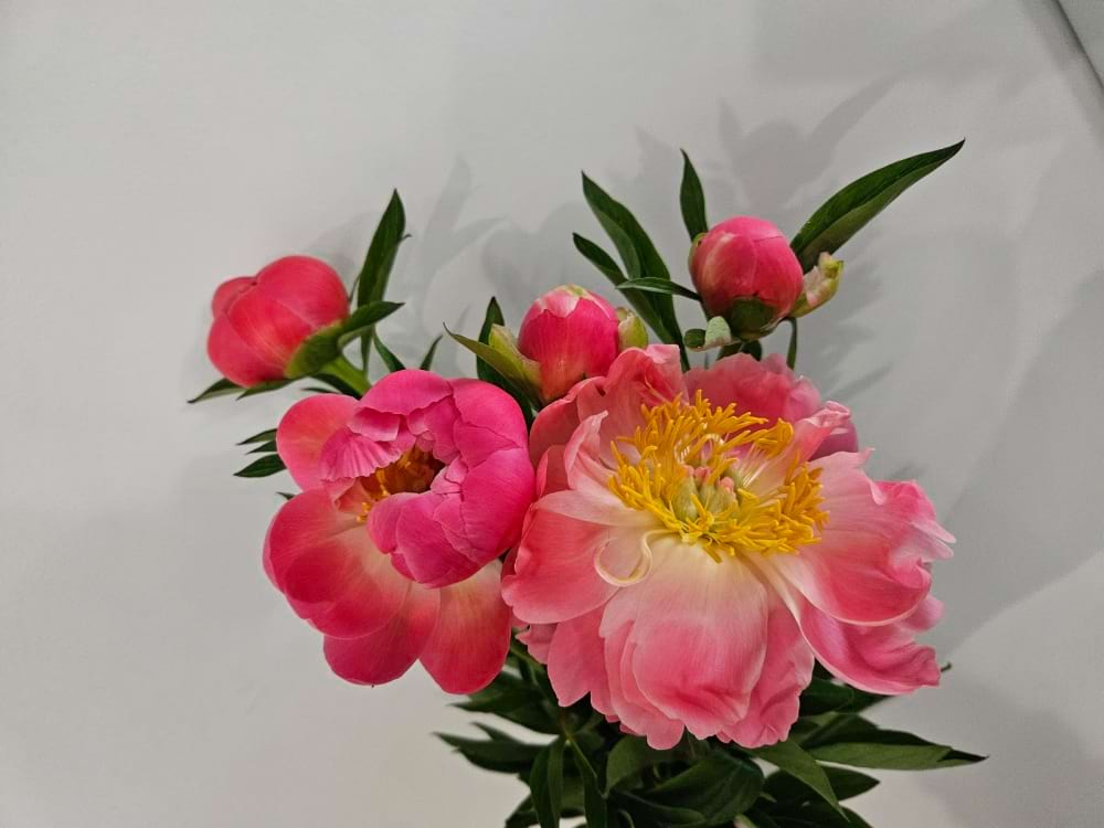 Peonies - Market wrap
