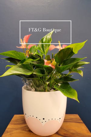 Pot Plants Tweed Heads