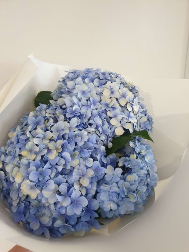 Hydrangea Market wrap