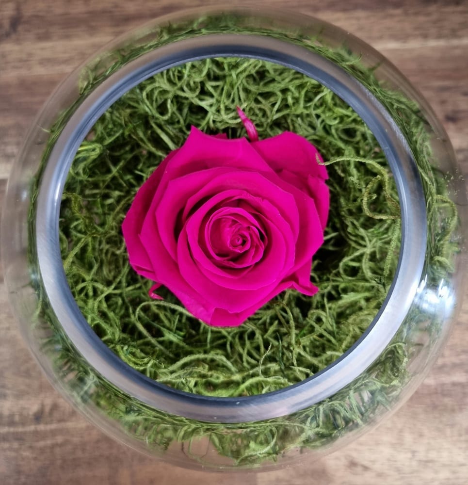 Hot Pink Preserved Rose