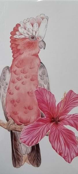 Galah & Hibiscus