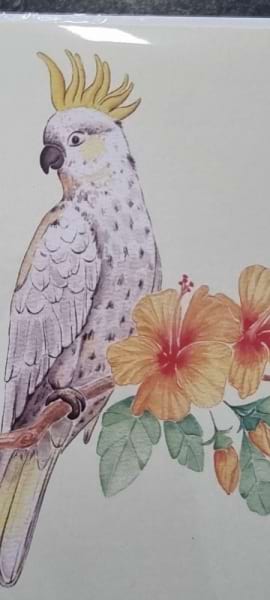 Cockatoo & Hibiscus